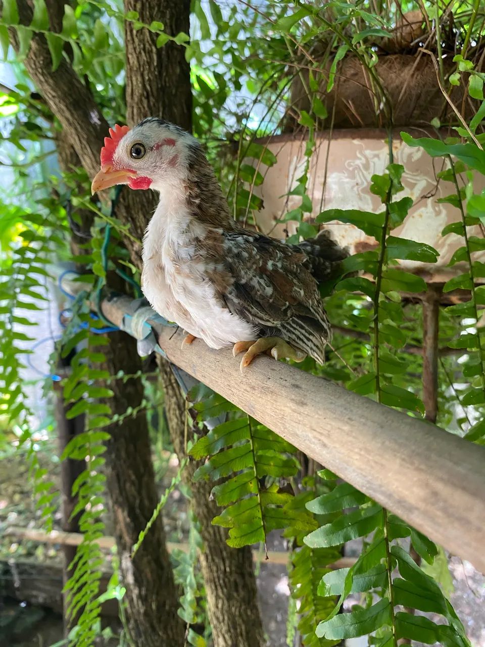 Galinha serama - Foto 3