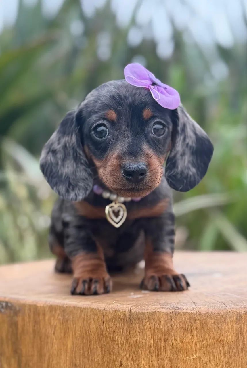 Linguicinha Dachshund 