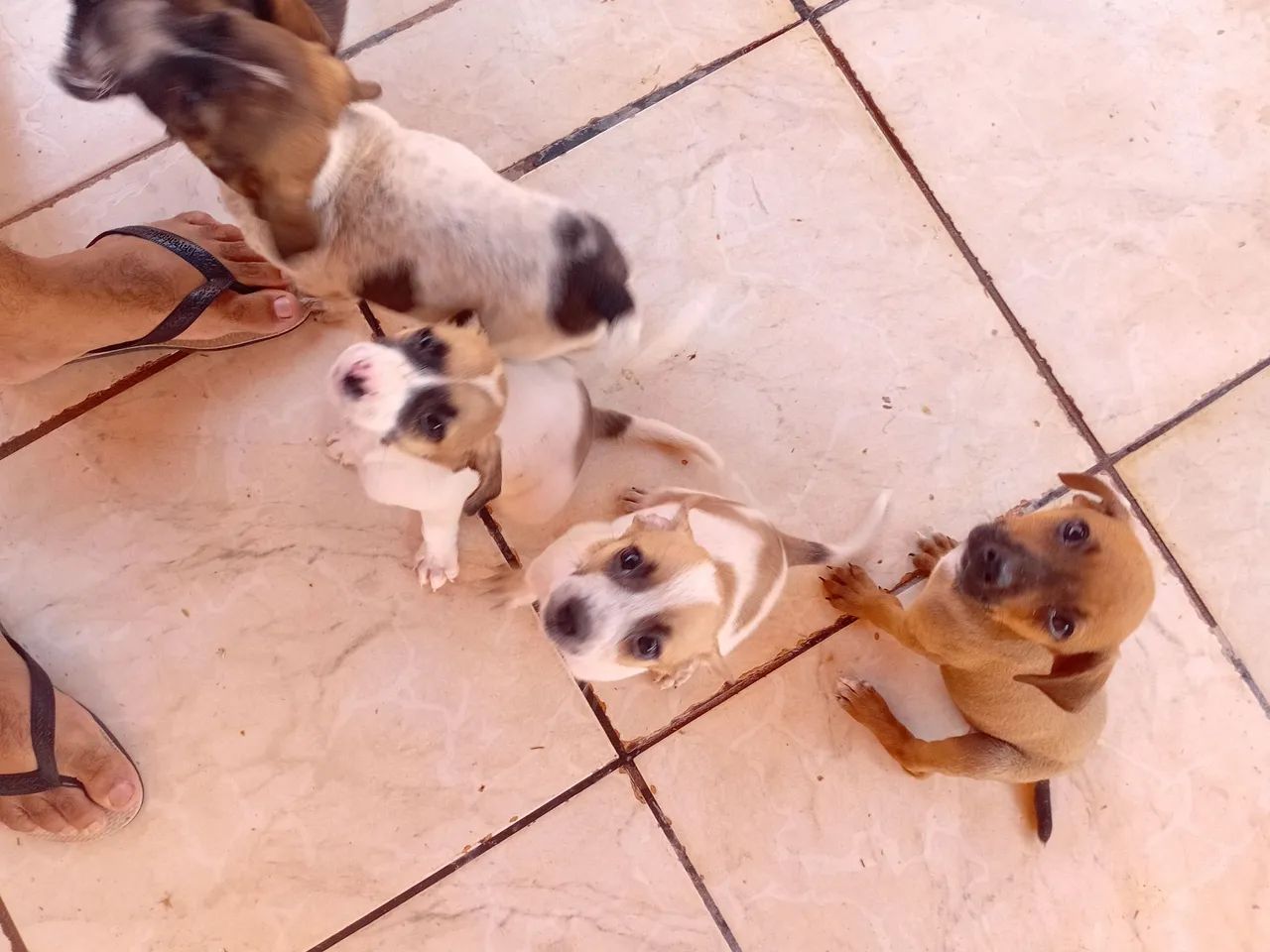 Para Doação  - Foto 4
