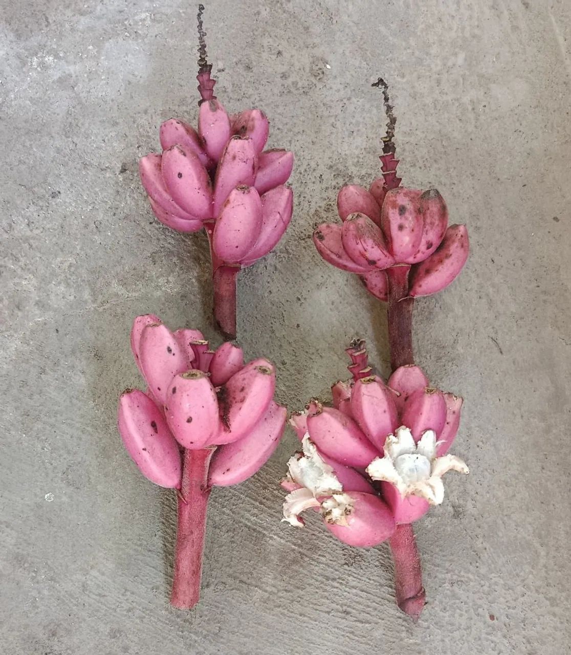 Mudas de Banana Rosa de jardim musa veluntina  - Foto 4