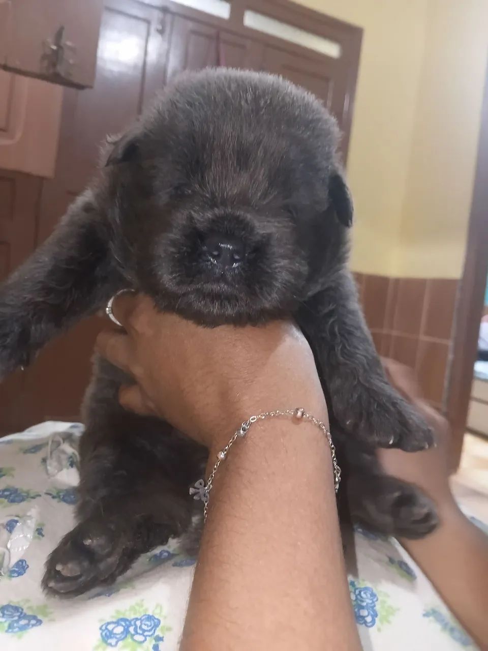 Vendo filhote de chow chow cinza raro - Foto 2