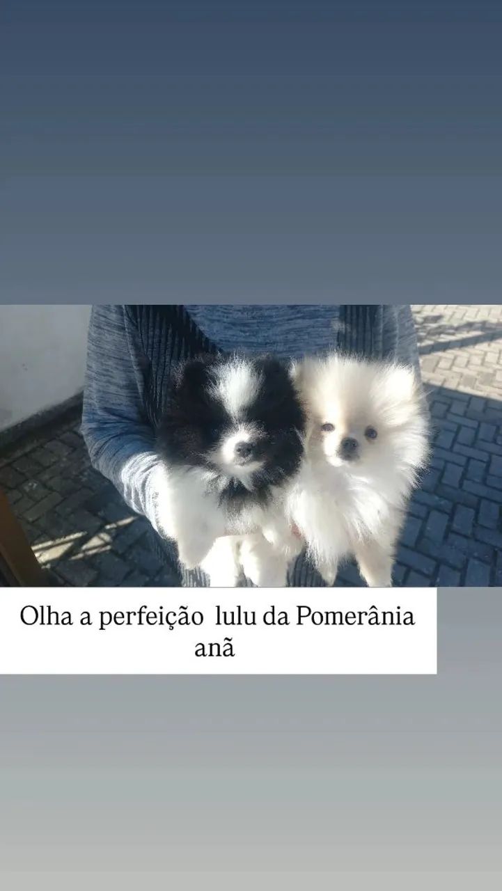 Cachorro  - Foto 5