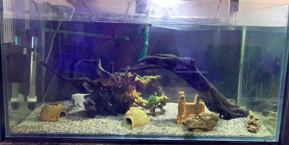 Vendo 3 Aquários Completos - Foto 4