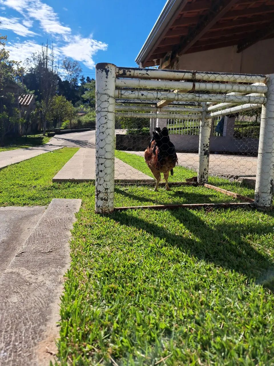 Frango caipira - Foto 4