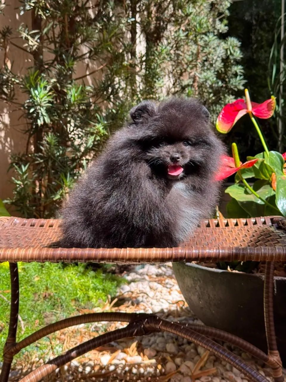 Cachorro  - Foto 2