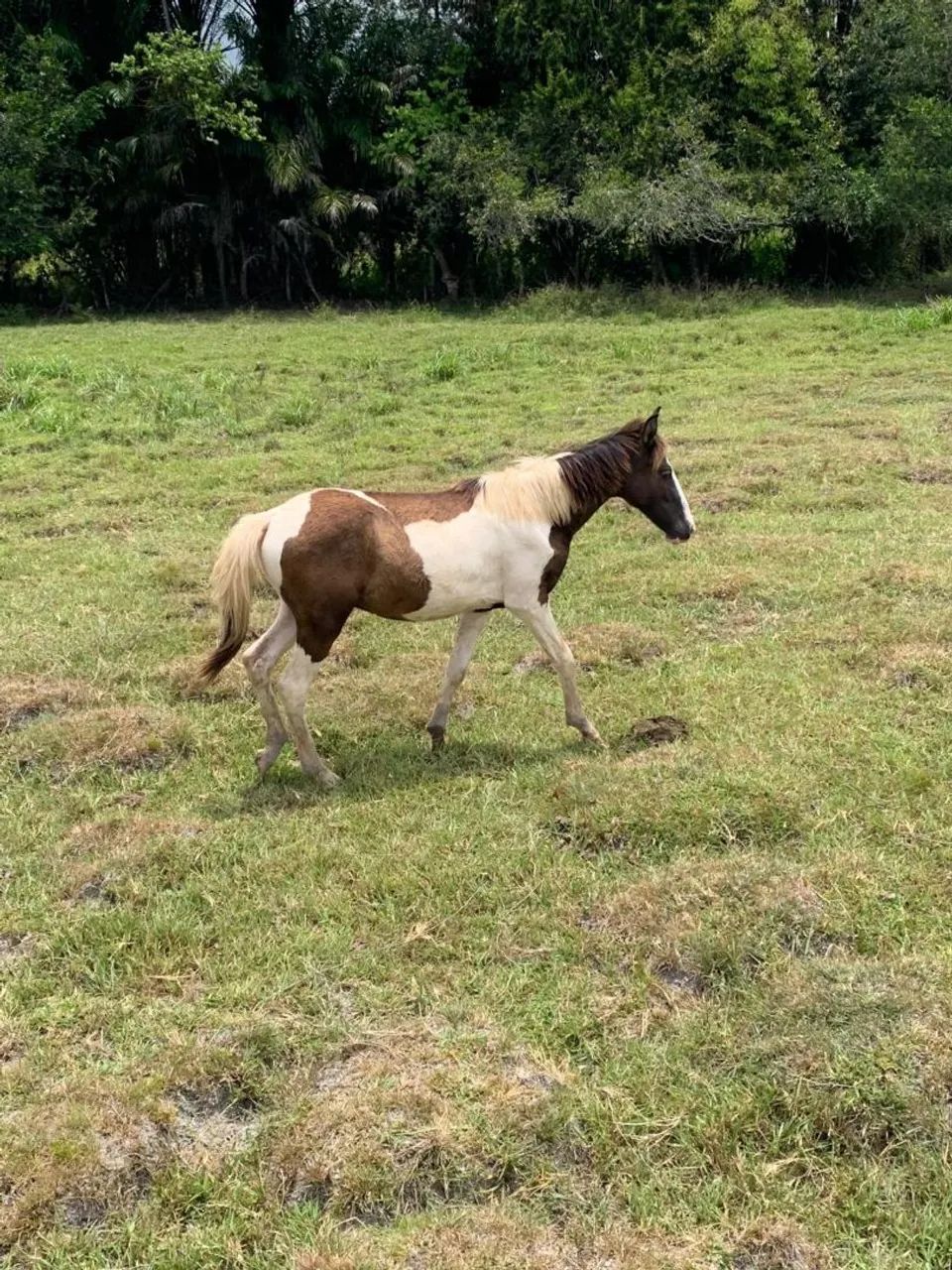 Potro de 1 ano - Foto 2