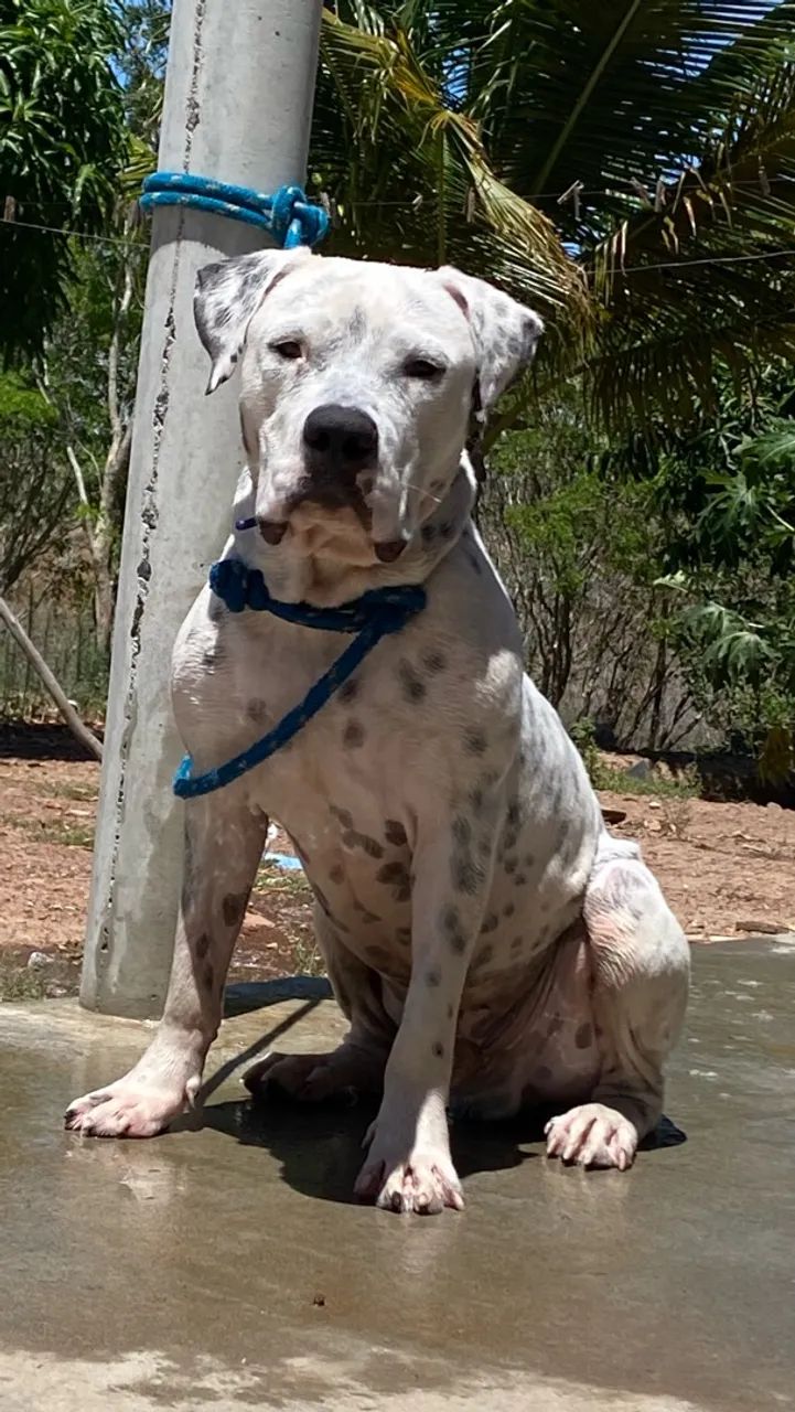 Filhotes de pitbull GG nascem no final desse mês 