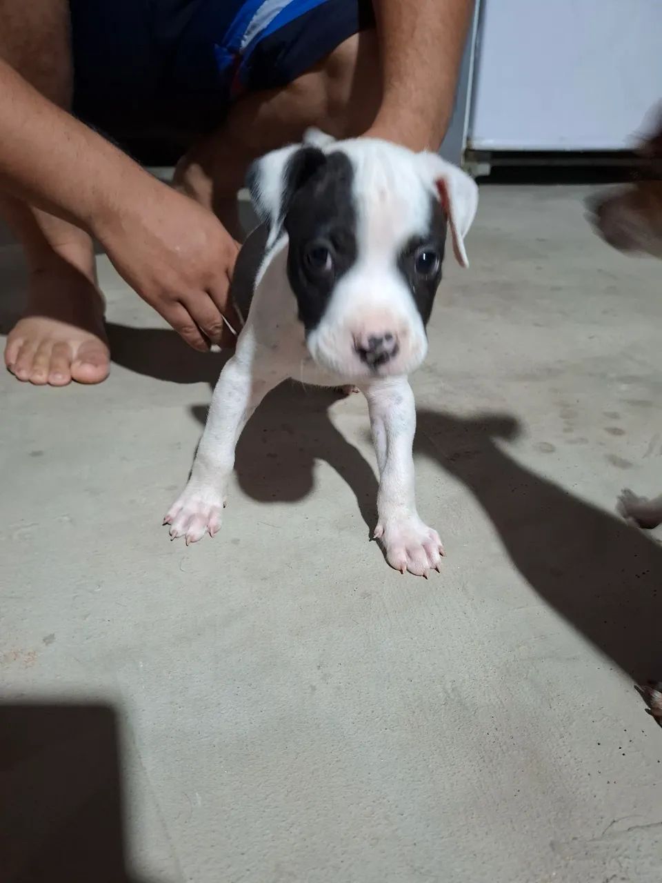 Pitbull filhote macho - Foto 2