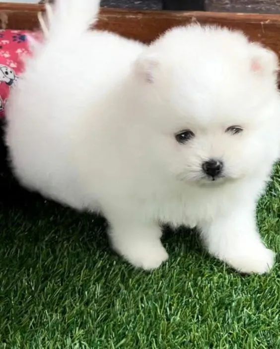 Spitz alemão macho e fêmea¿