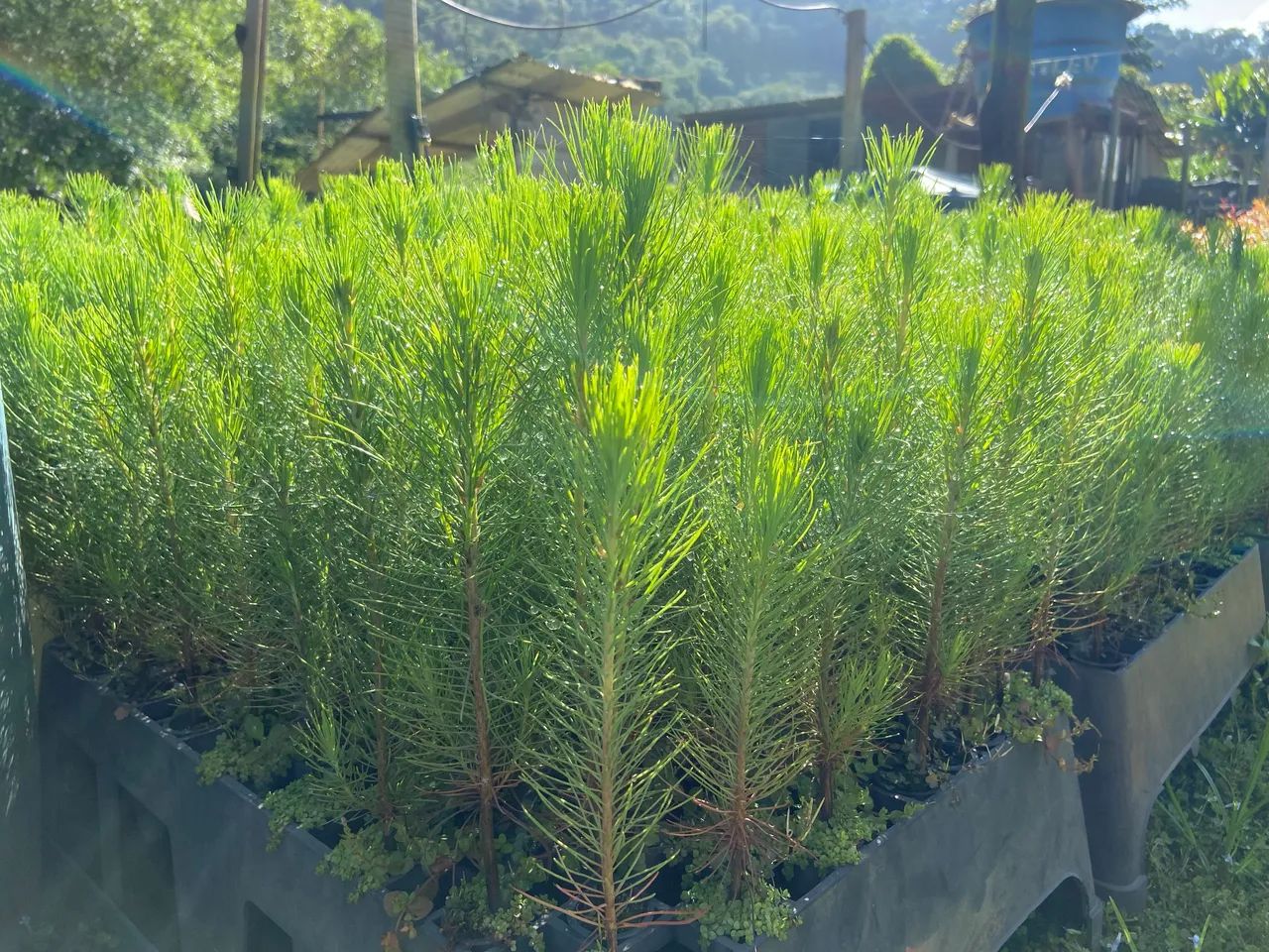 Mudas de Pinus  - Foto 3