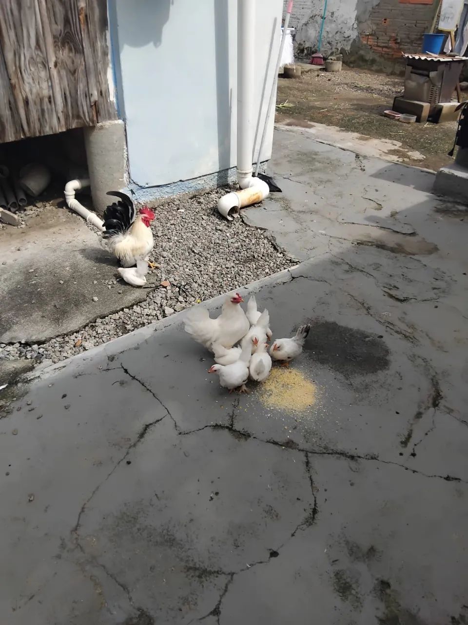 7 pintinhos de Mini garnizé - Foto 3