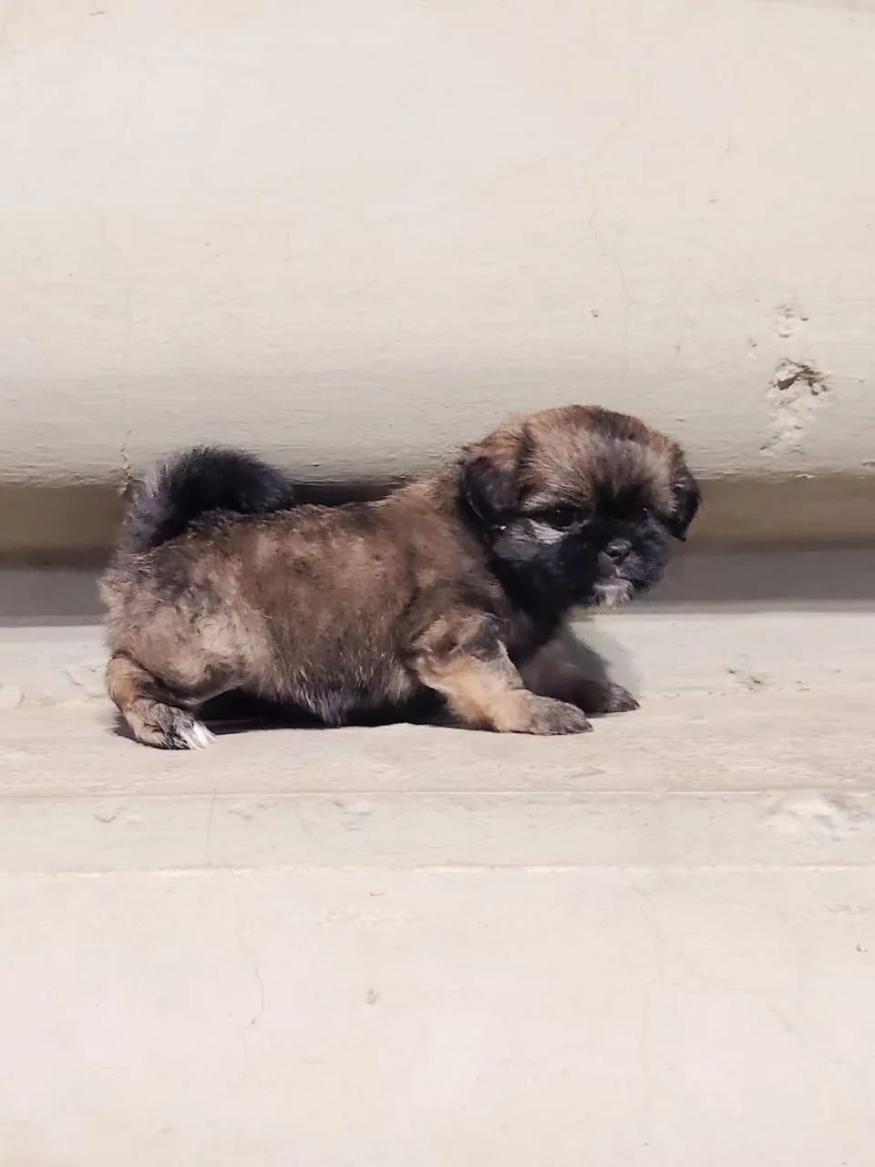 Shih tzu  - Foto 2