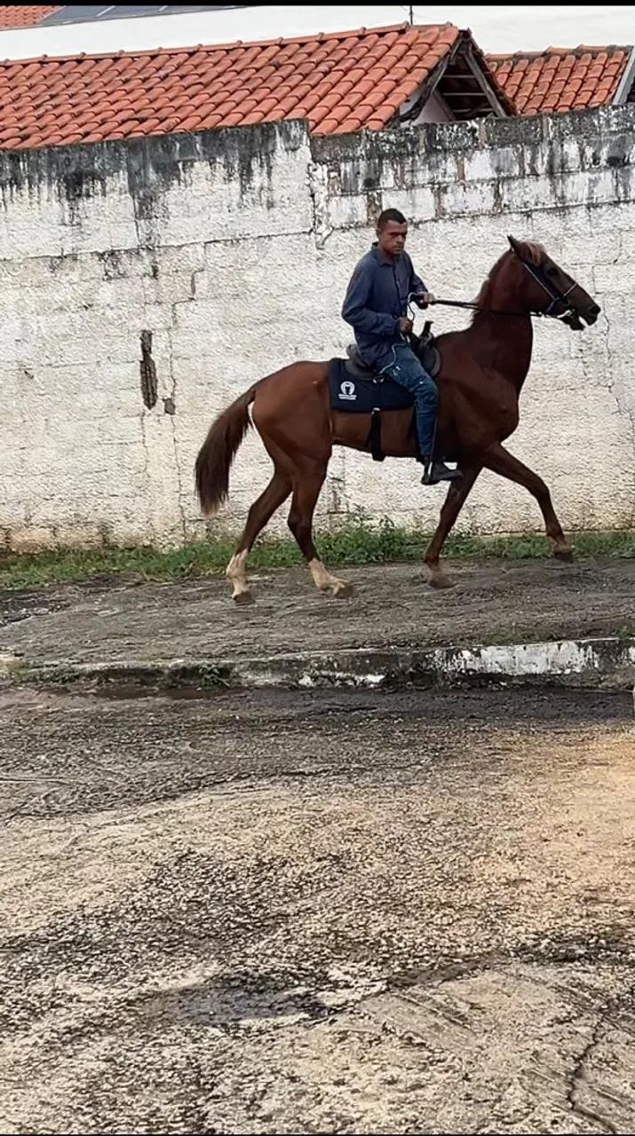 Cavalo - Foto 2