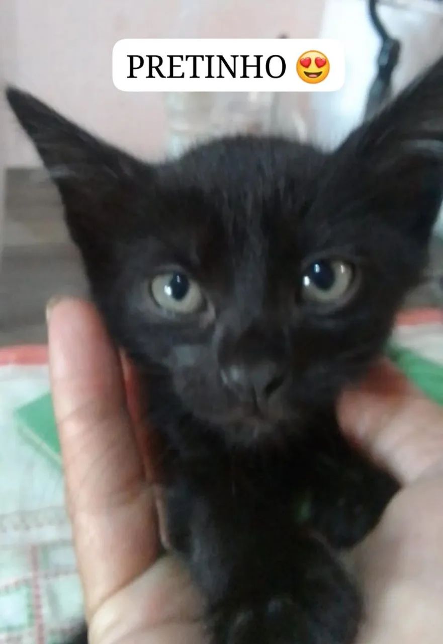 Pretinho tem castração garantida. Adoção responsável 