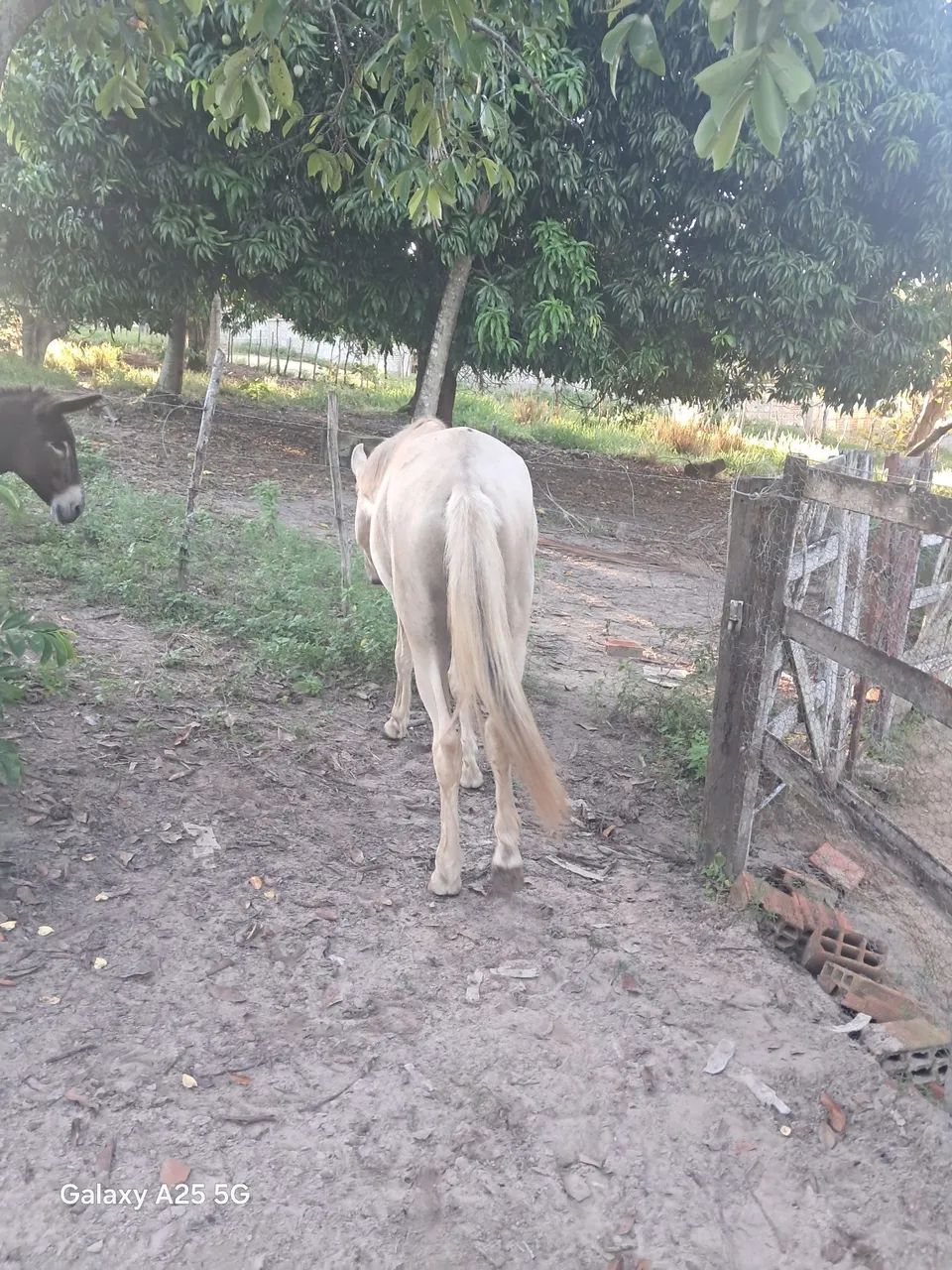 Vendo Cavalo e uma Burrinha - Foto 2
