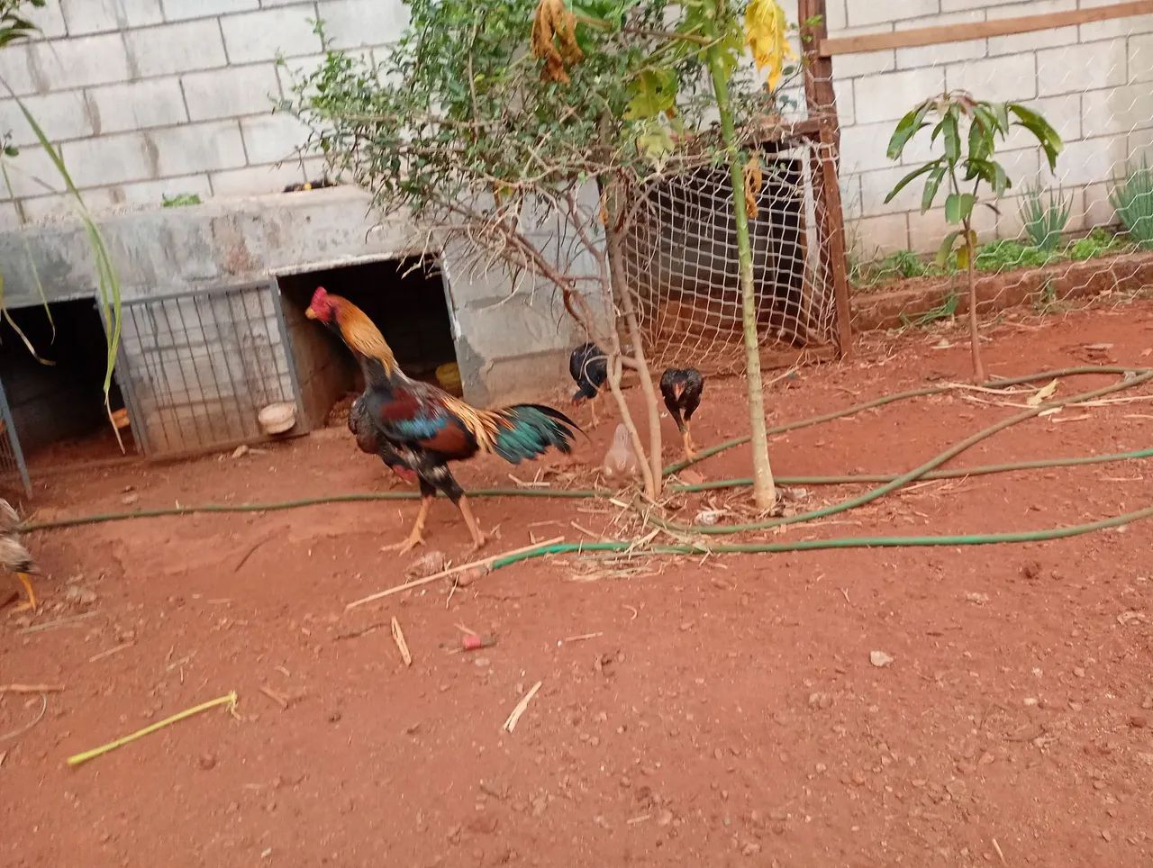 Galo - Foto 3