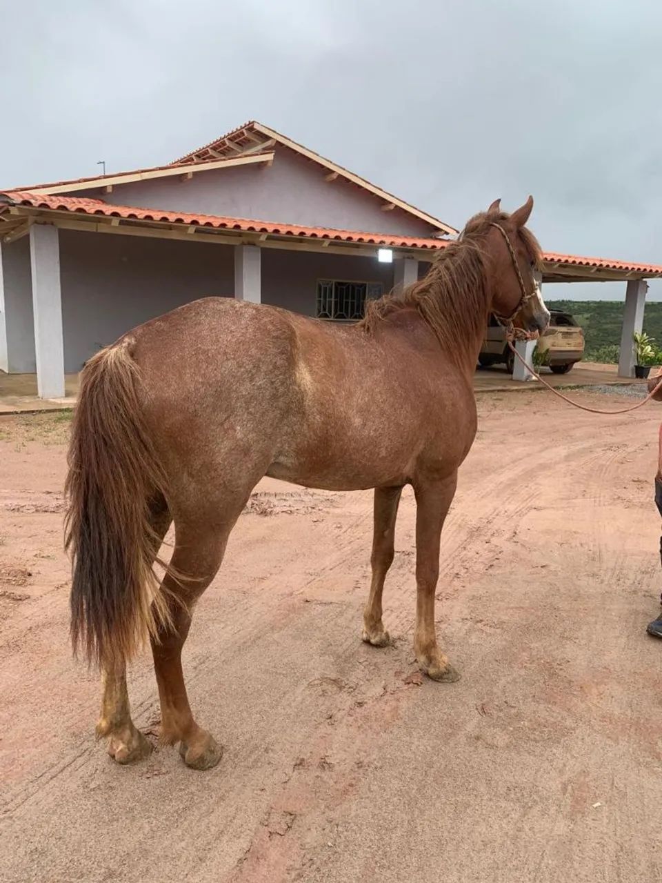 Cavalo manga larga