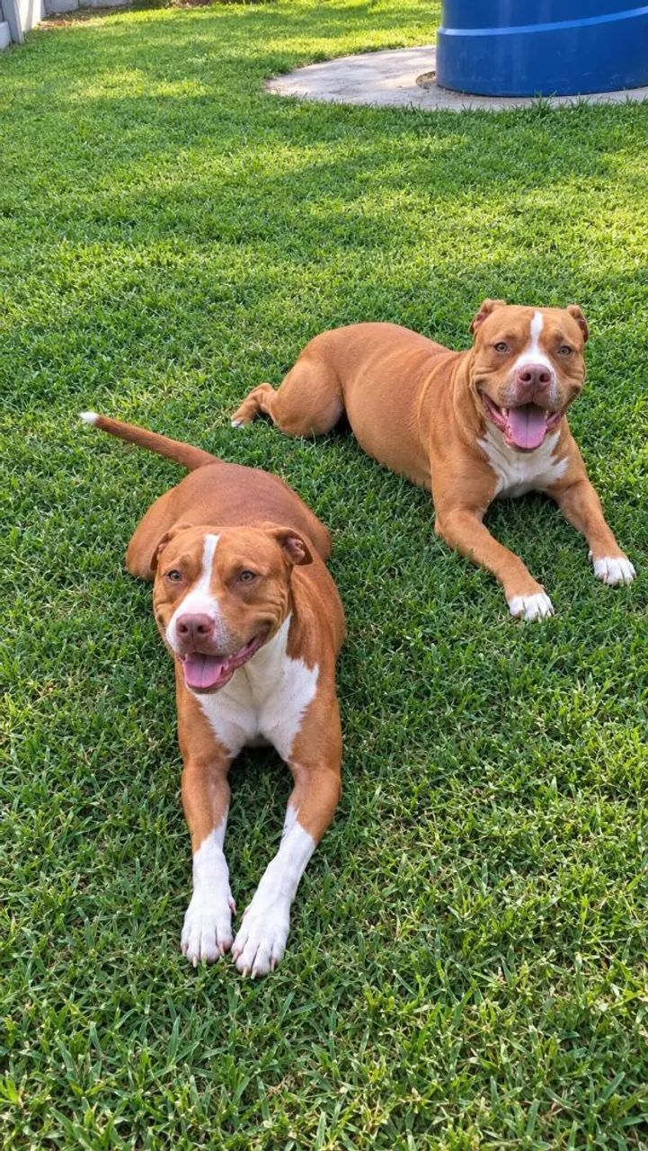 Filhotes de pitbull disponível  - Foto 2