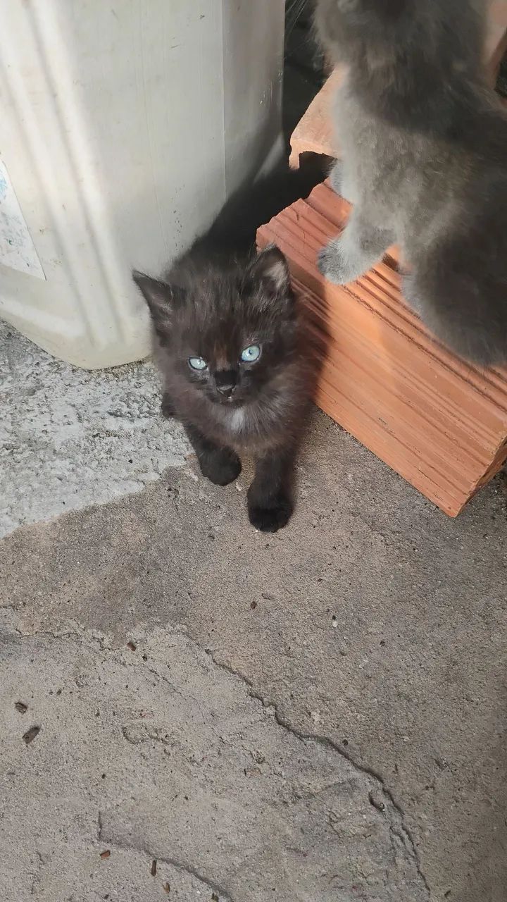 Gatos filhotes peludos para doação 