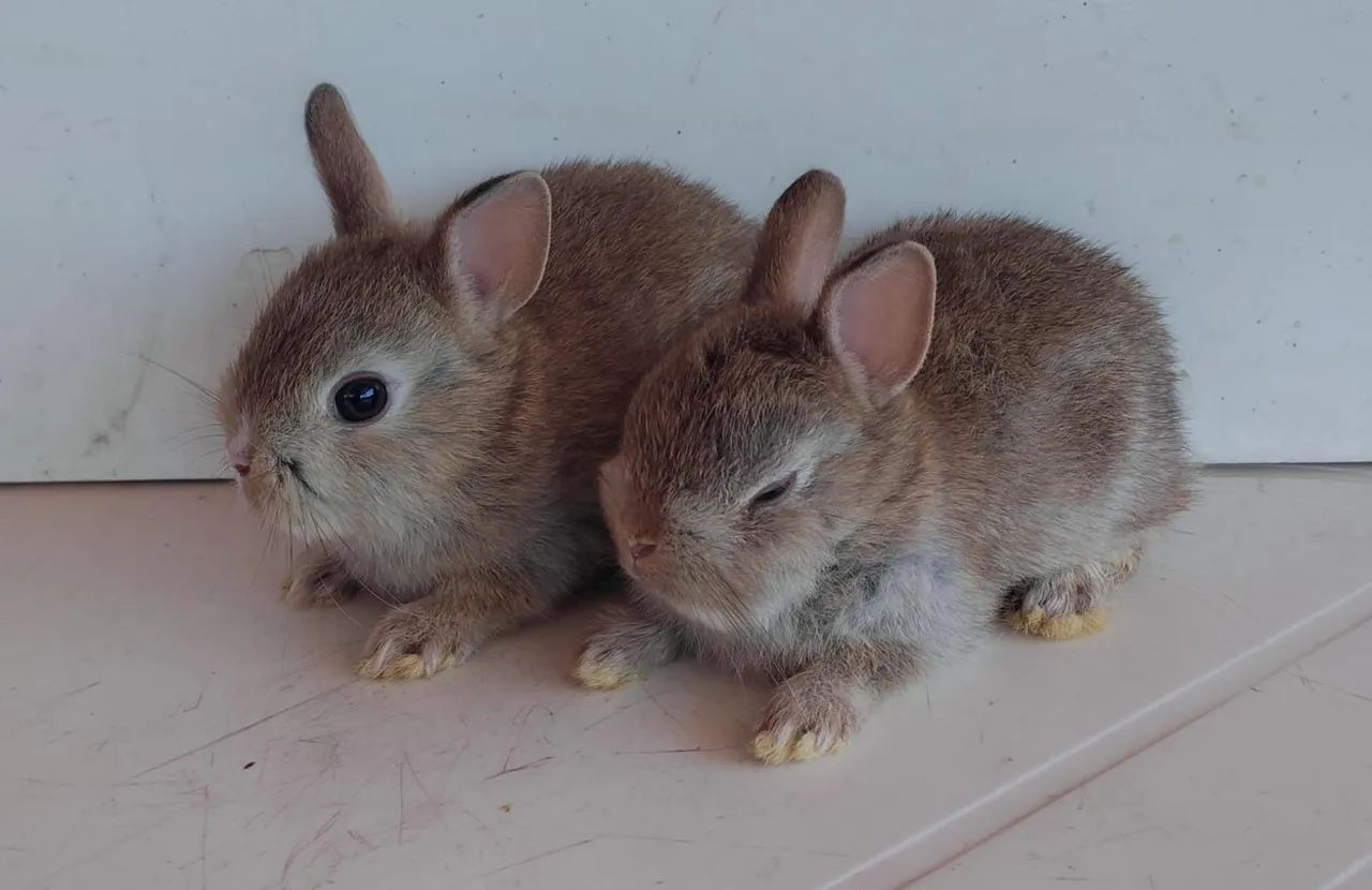 Coelho Anão Netherland  - Foto 5