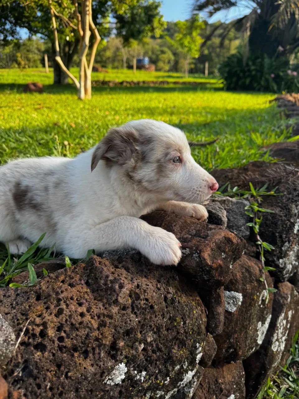 Border collie  - Foto 3