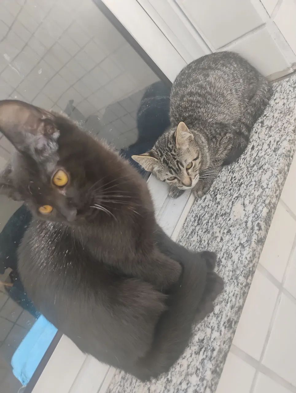 Gatos para doação 