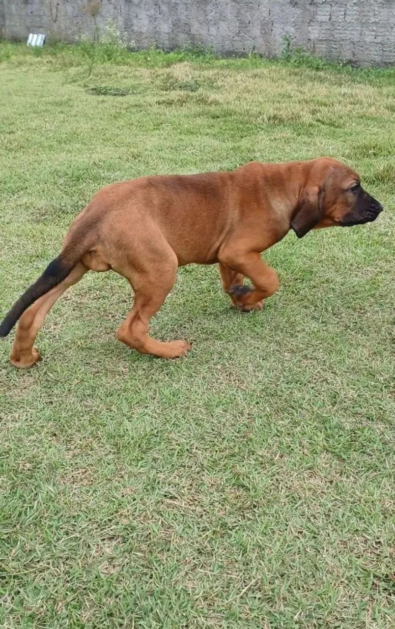 Fila brasileiro  - Foto 3