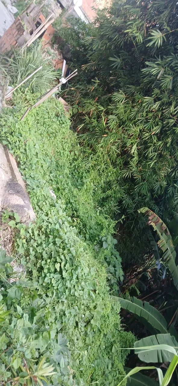 Terreno em Vila mar  - Foto 3