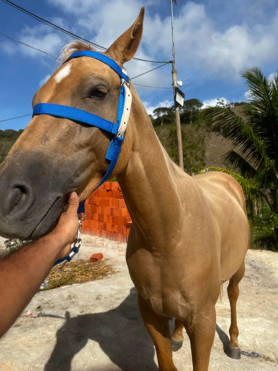 quarto de milha - Foto 2