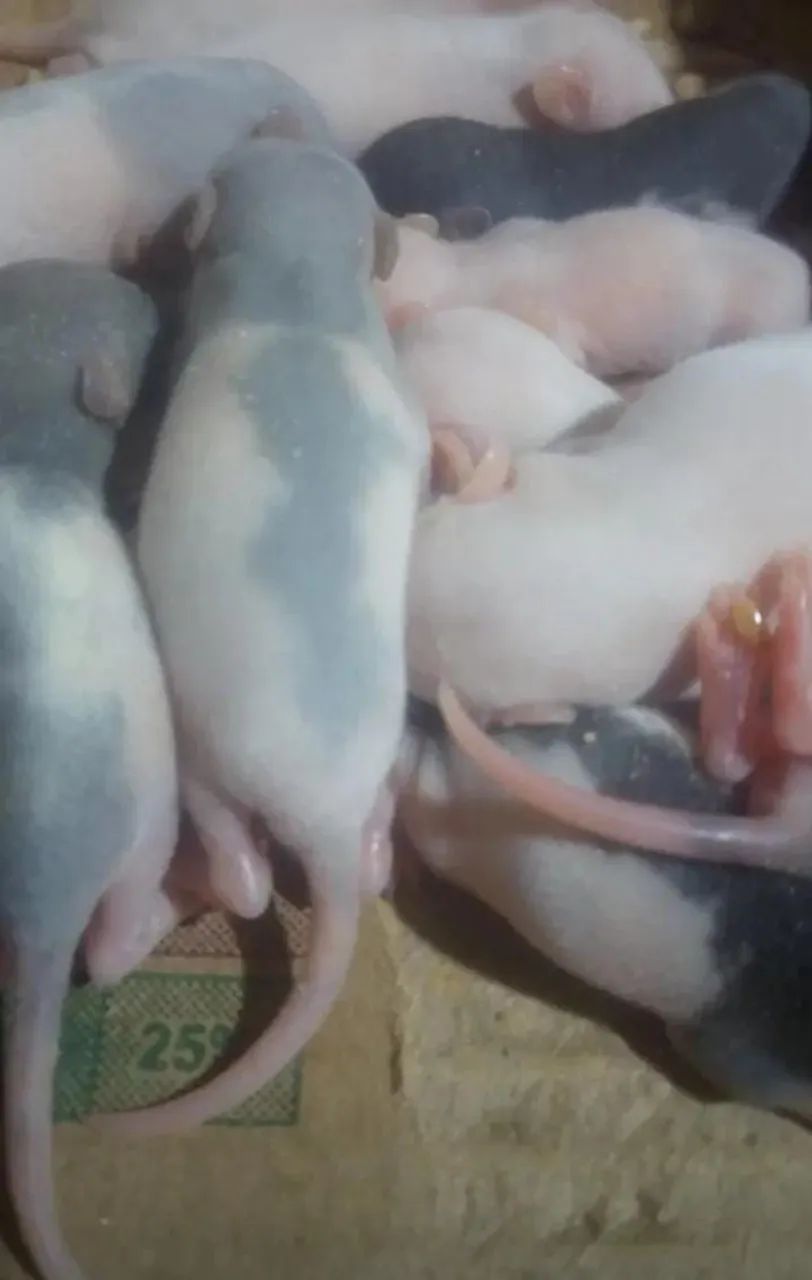 Rato Twister/Dumbo+Gaiola - Foto 2