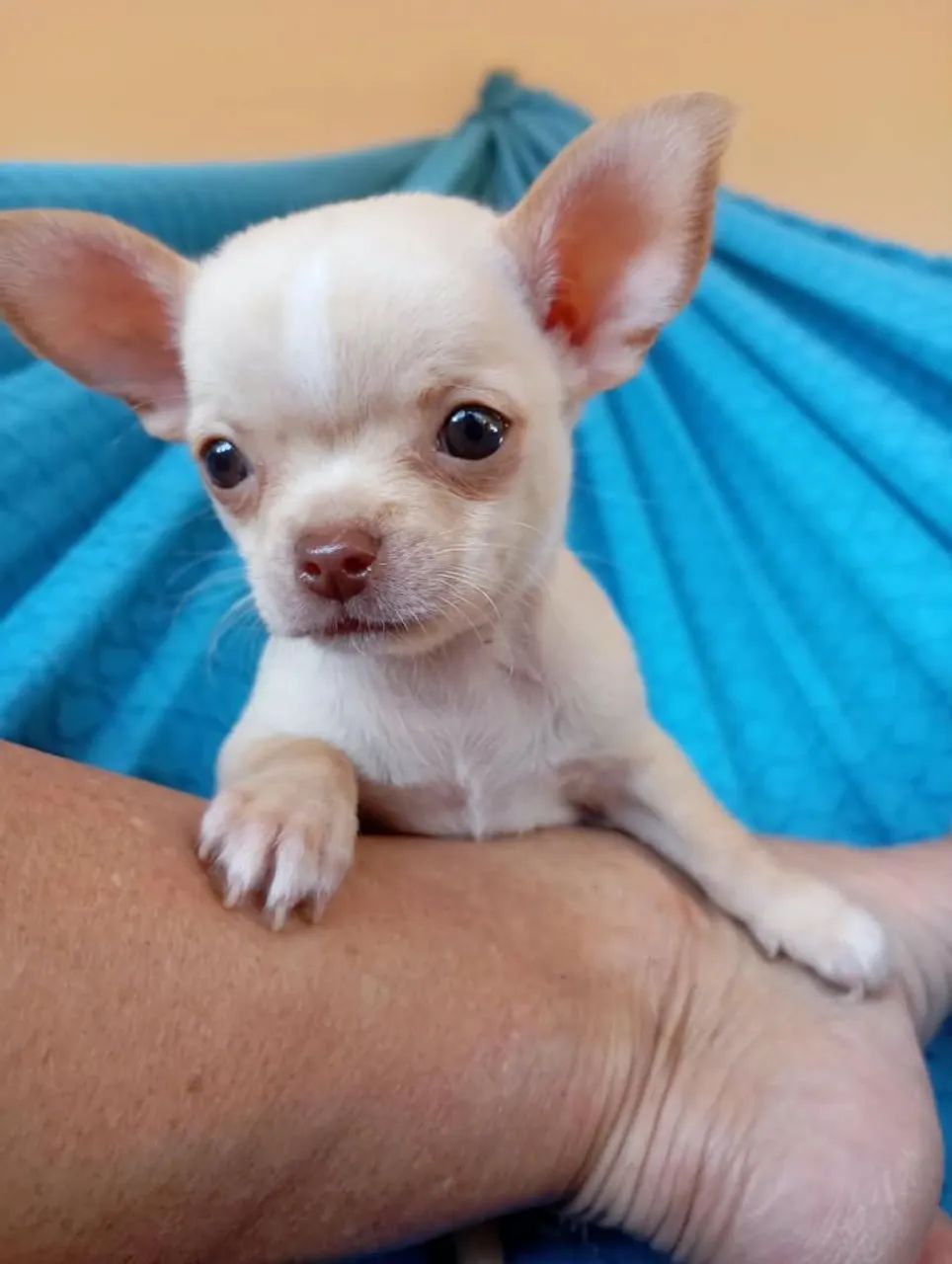 Chihuahua MACHO  - Foto 2