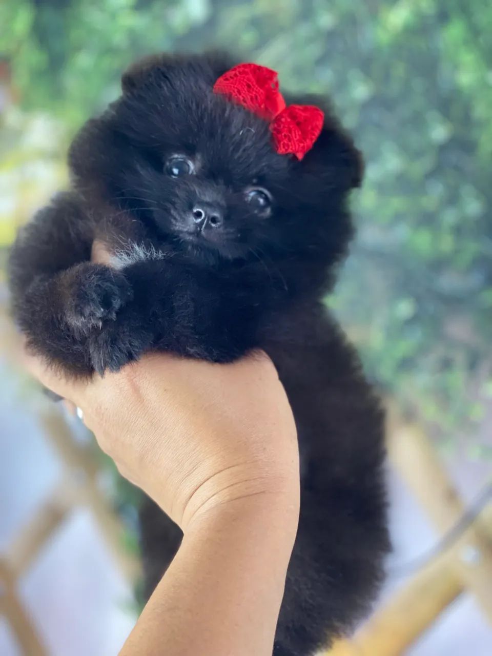 Spitz Alemão com pedigree  - Foto 3