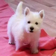 West Terrier Filhote Com Garantia