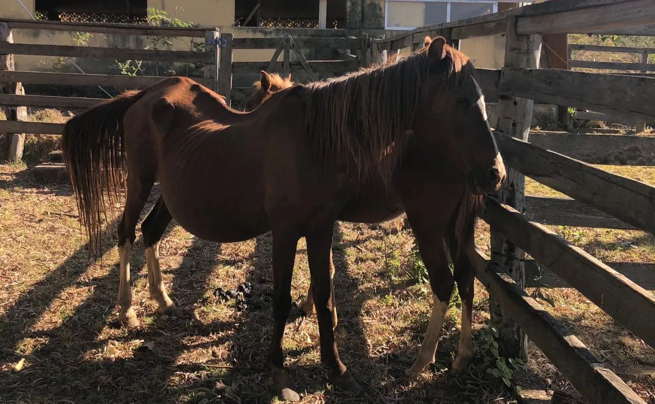 Cavalos - Foto 5