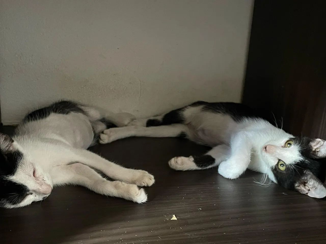 Gatos - Foto 4