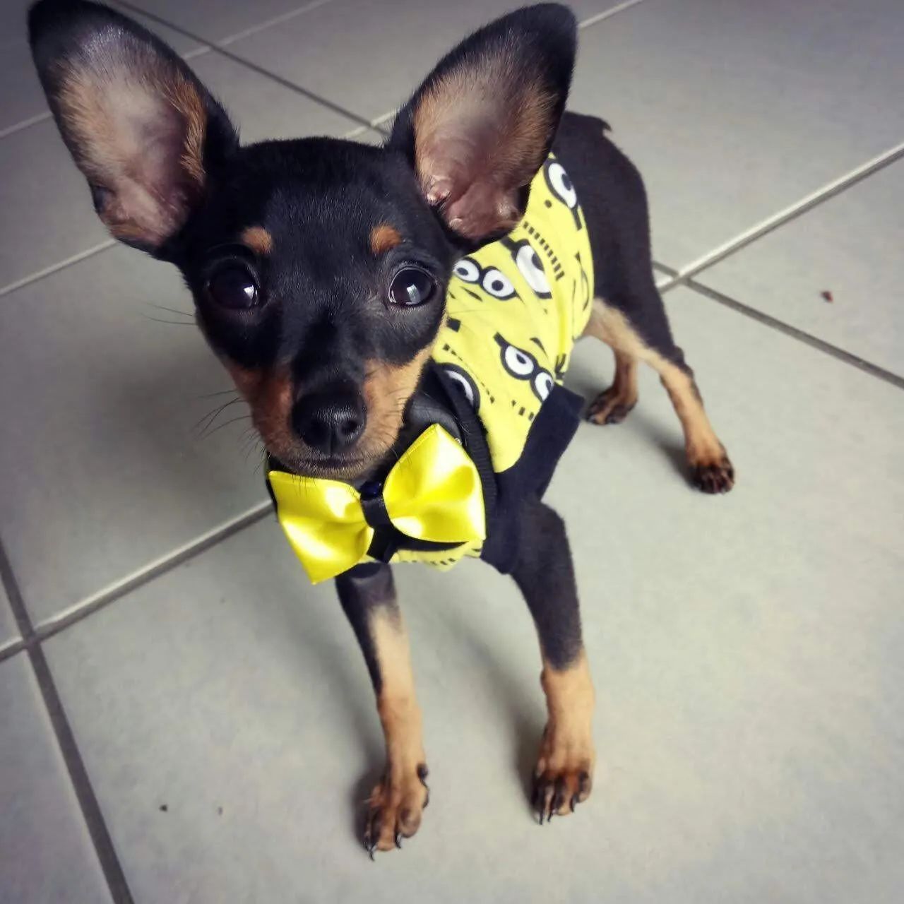 Pinscher filhote  - Foto 3