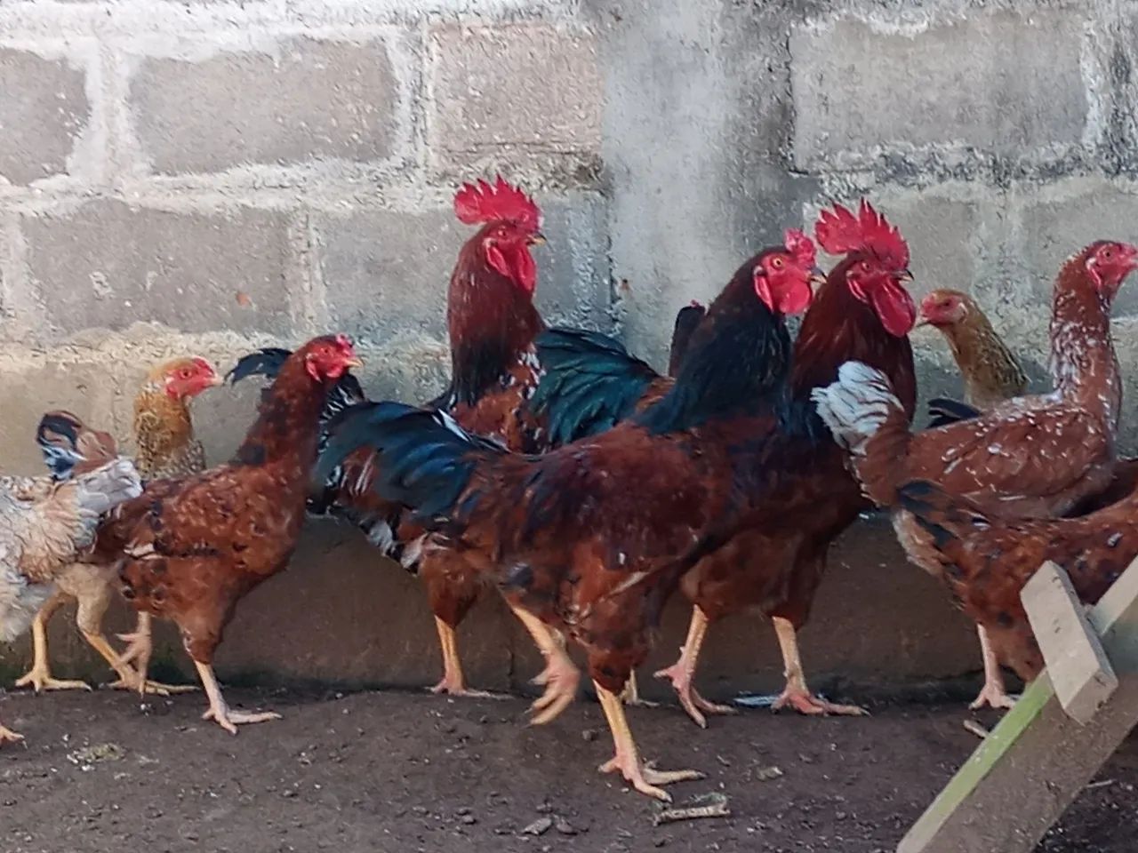 GALO Embrapa  - Foto 3