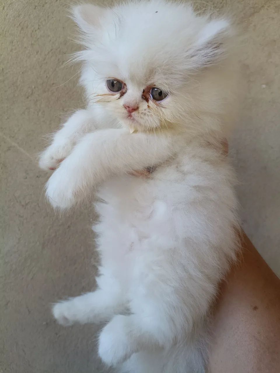Vende gatos persa  - Foto 5