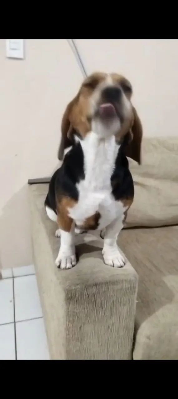  Beagle 