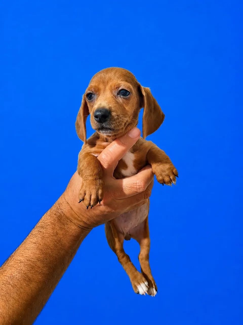 Pinscher mini disponível 