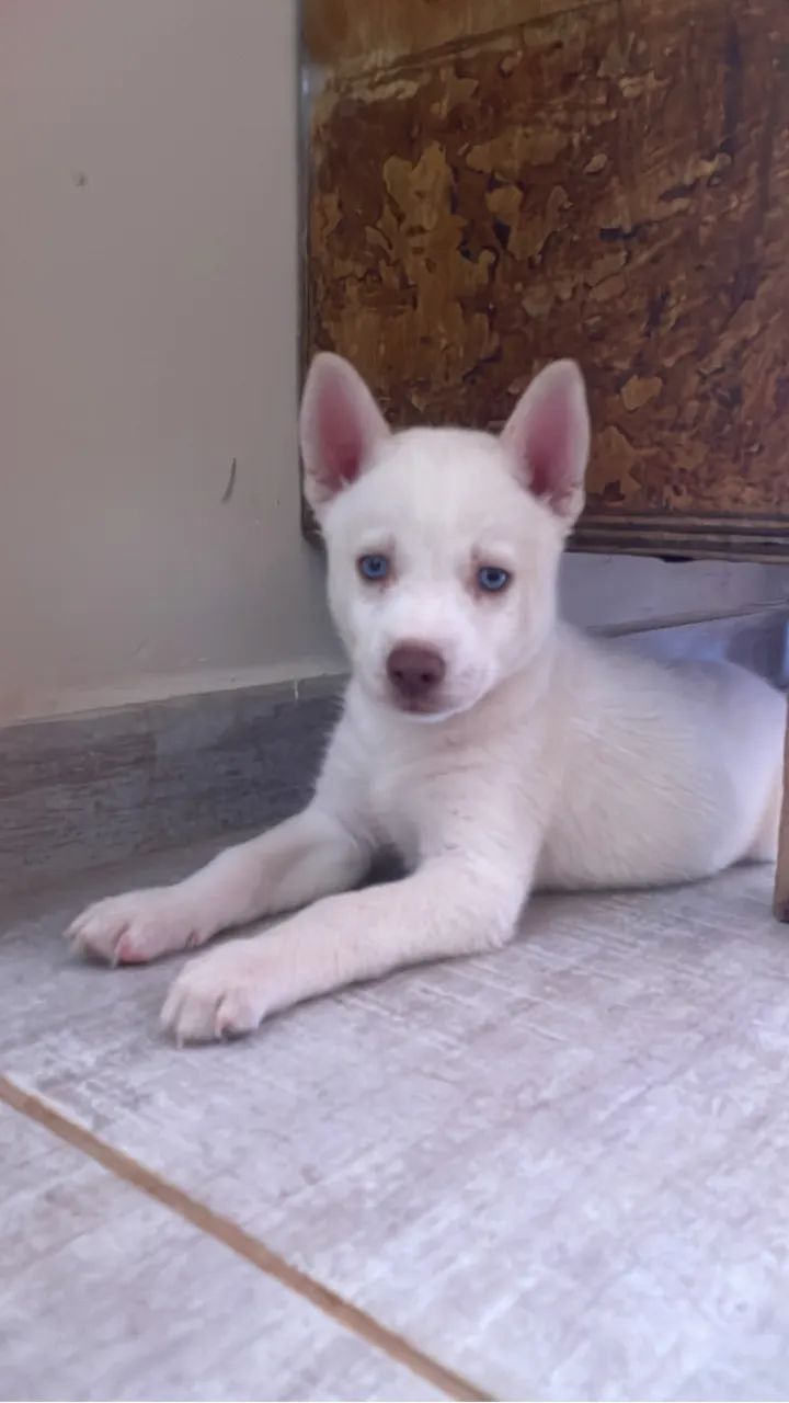 Husky siberiano 