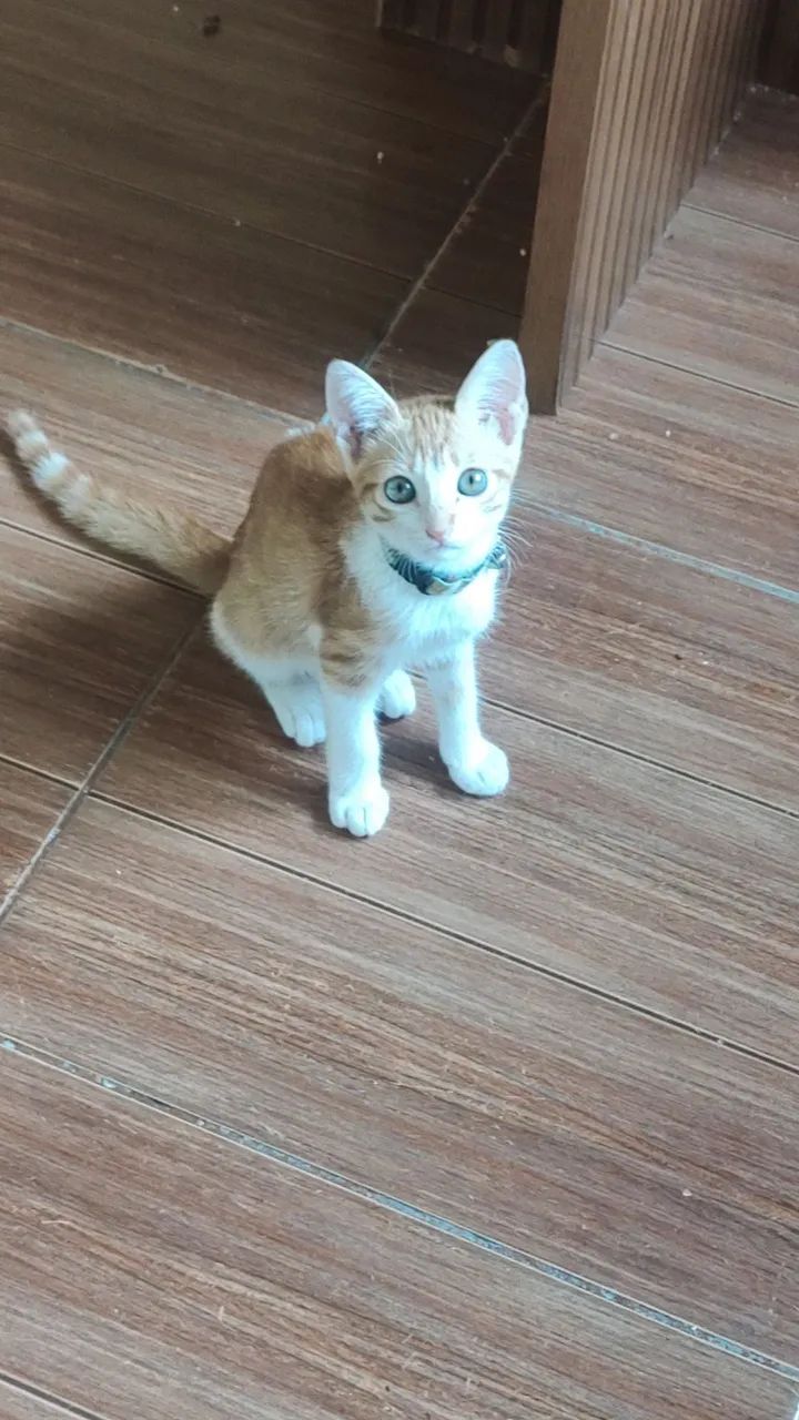 filhotes de gatinhos - Foto 2