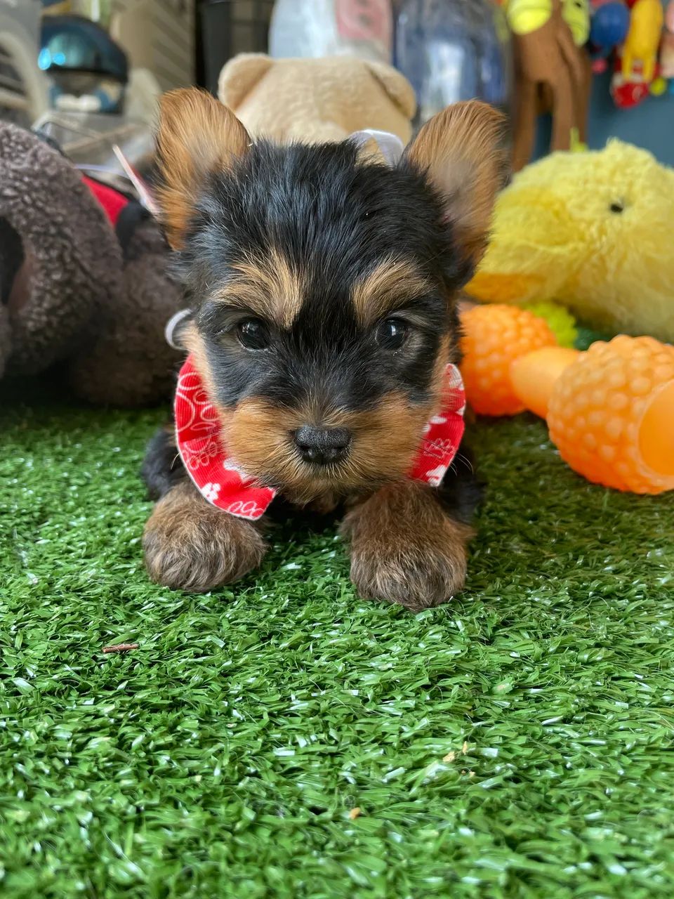Yorkshire macho mini disponível $2.200,00 - Foto 2