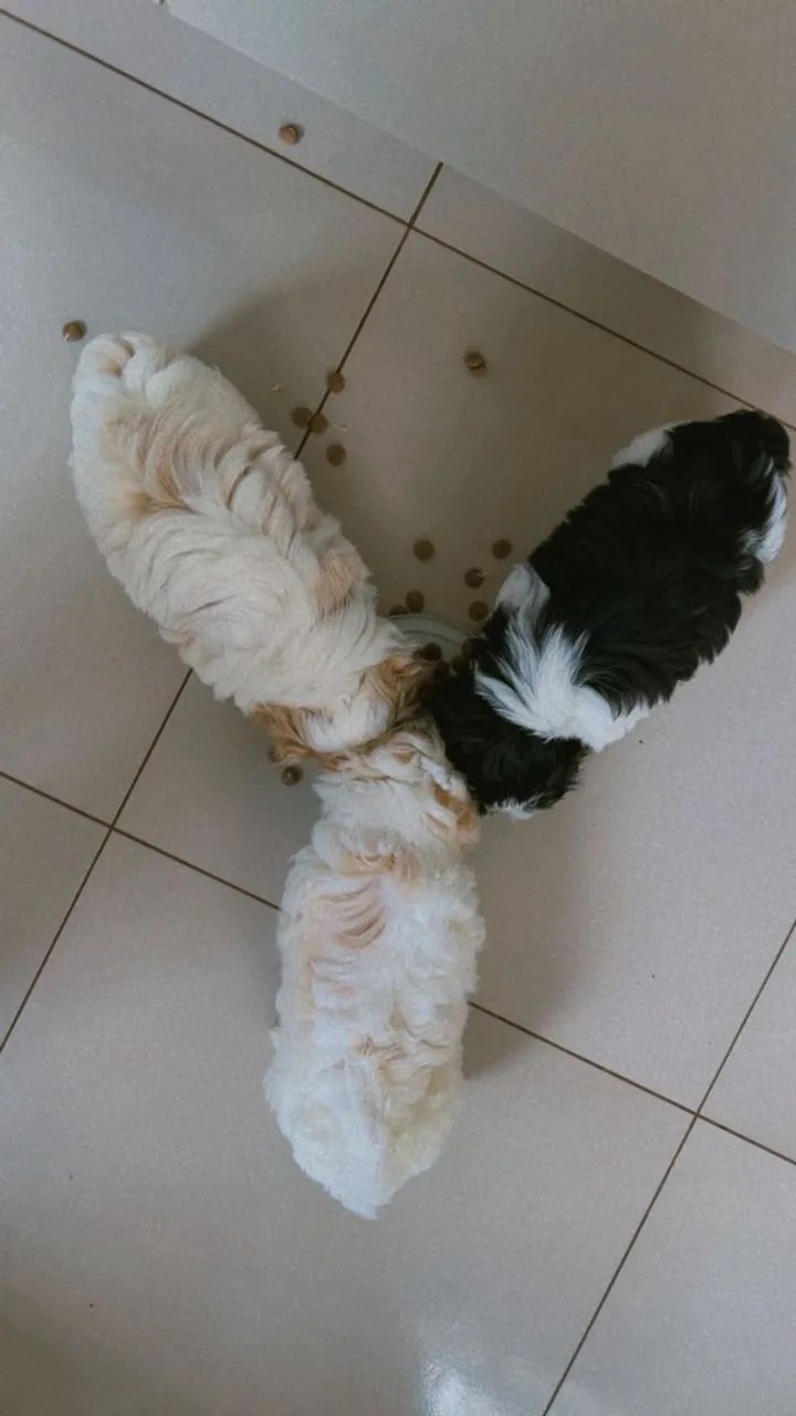 vendo 3 shitzu - Foto 3