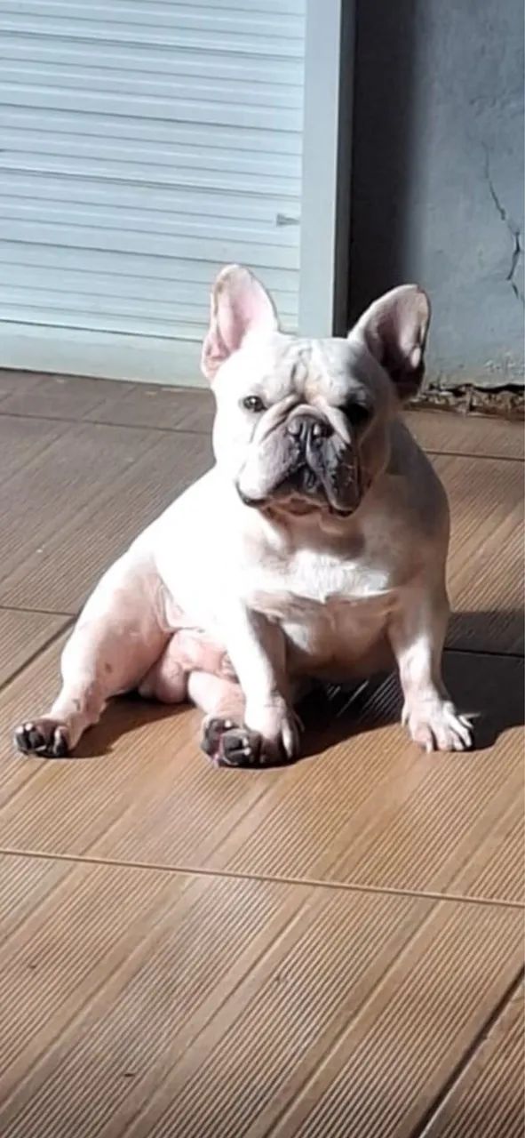 Buldogue Francês macho - Foto 4