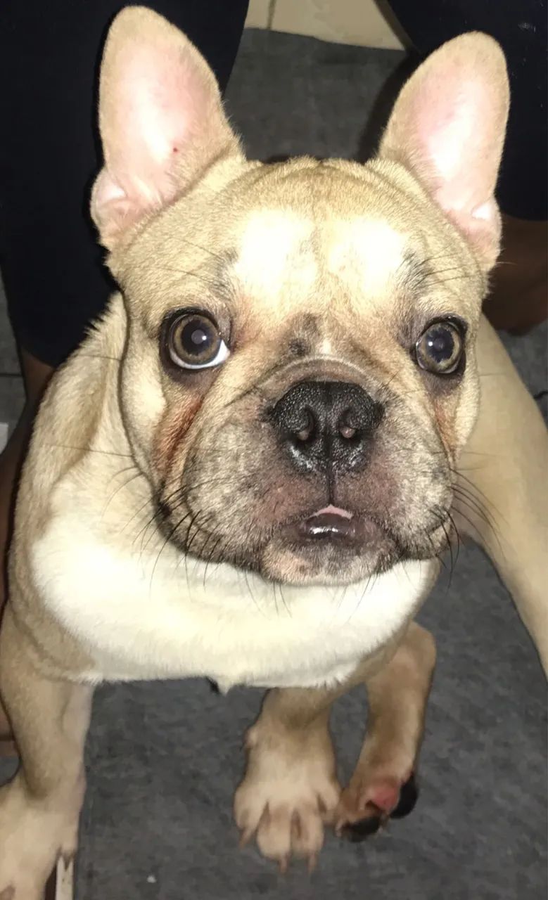 Buldogue francês 7 meses