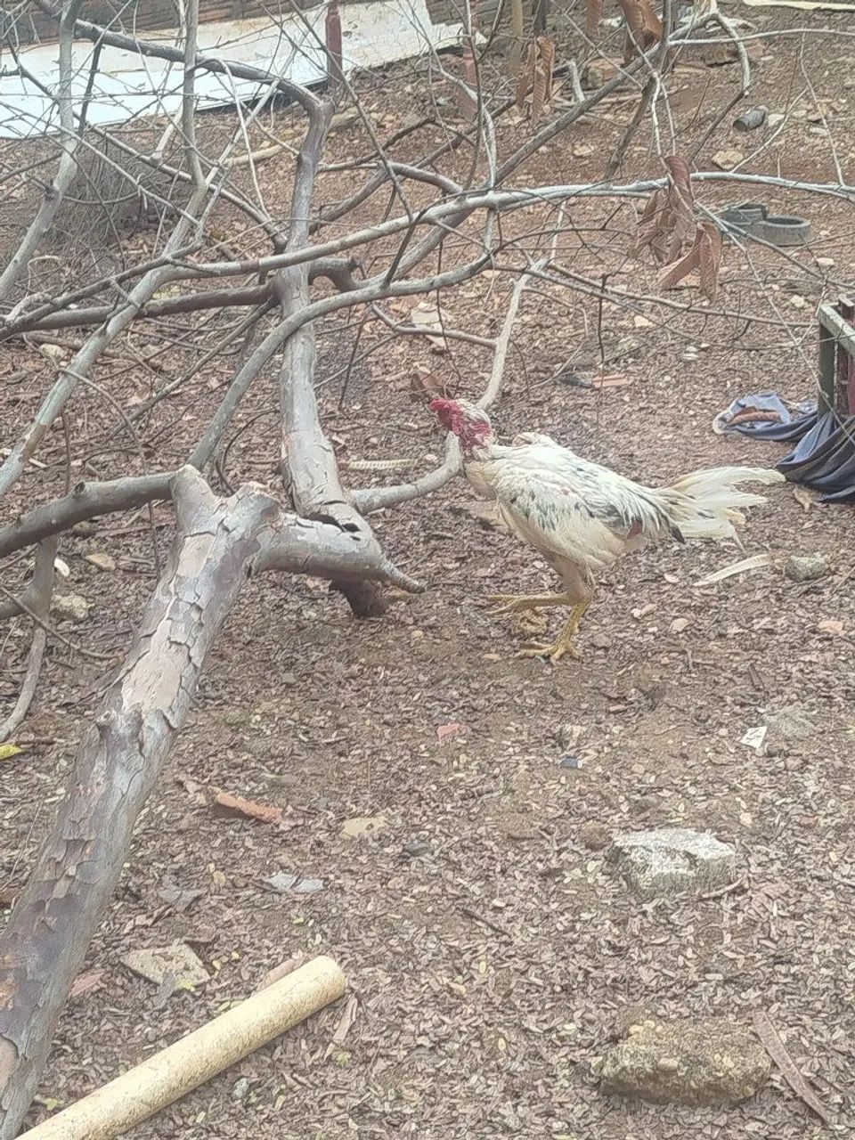 Frango de raça!