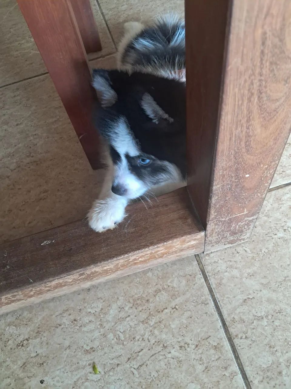 ANIMAIS DE ESTIMAÇÃO  - Foto 2