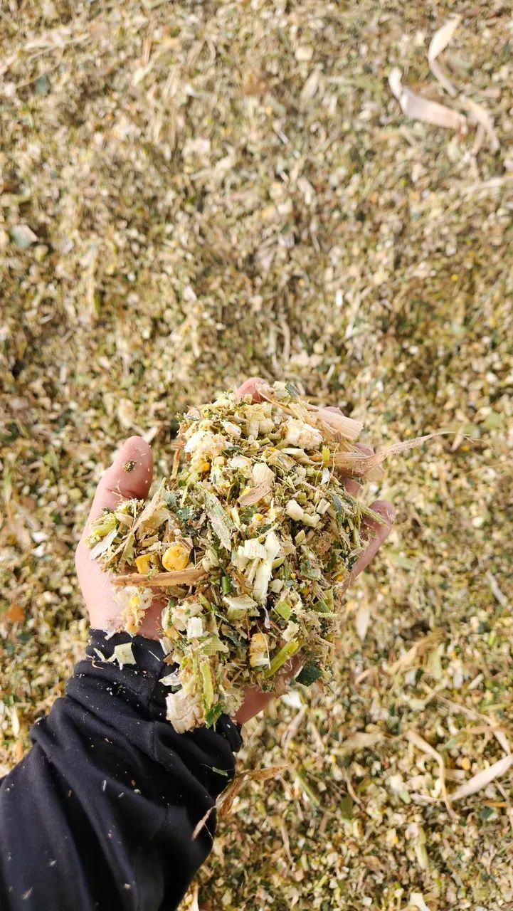 Silagem de milho verde