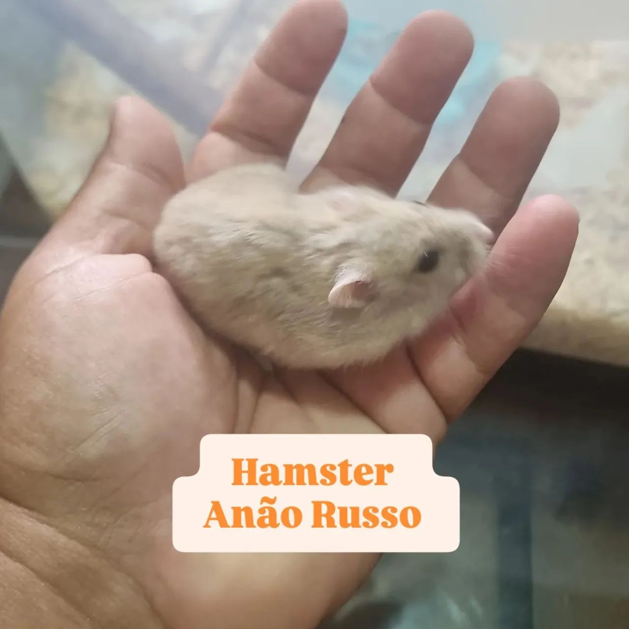 Hamster Anão Russo  - Foto 2